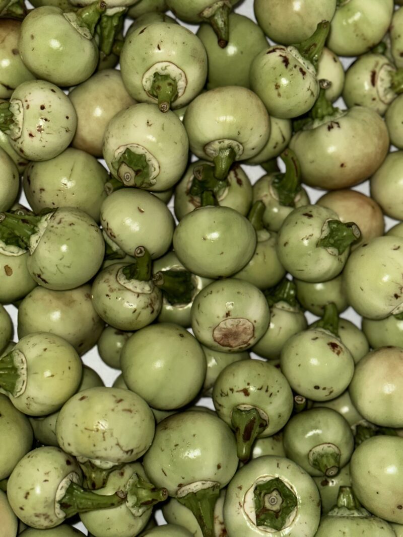Antruwa/African Eggplant Poeder - Afbeelding 5
