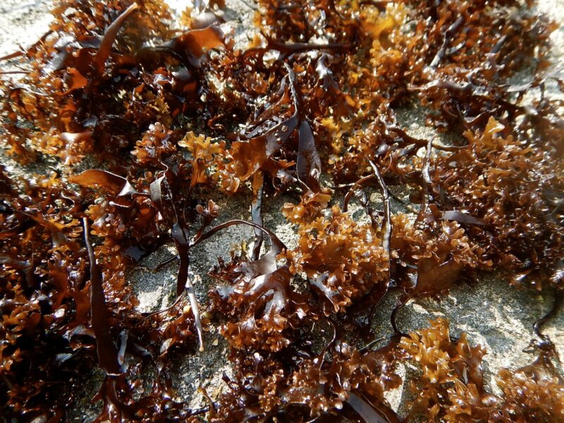 Irish Sea Moss Pure & Organic - Inspired by Dr. Sebi - Afbeelding 5
