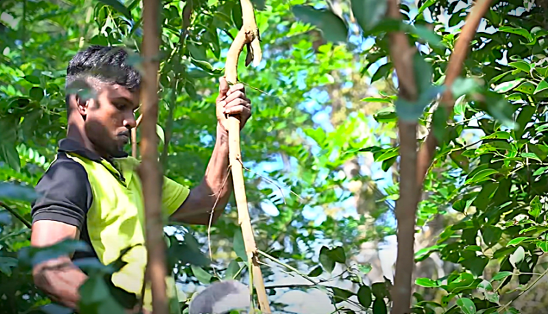 ''Echte Kaneel'' Ceylon Kaneel - Uit Sri Lanka - Afbeelding 2
