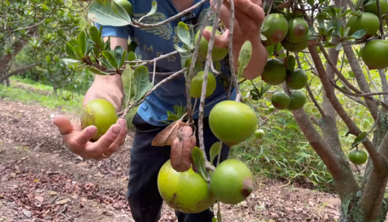 Lucuma poeder - Afbeelding 8