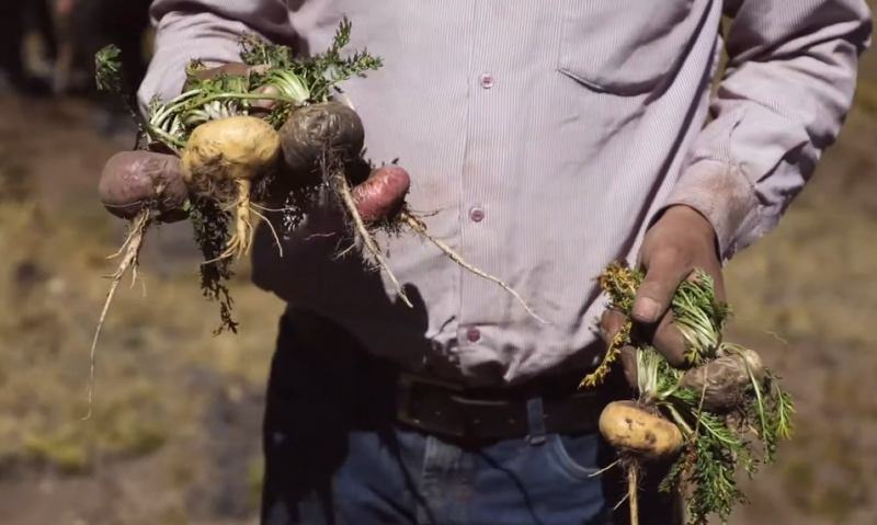 Maca Root - Afbeelding 2