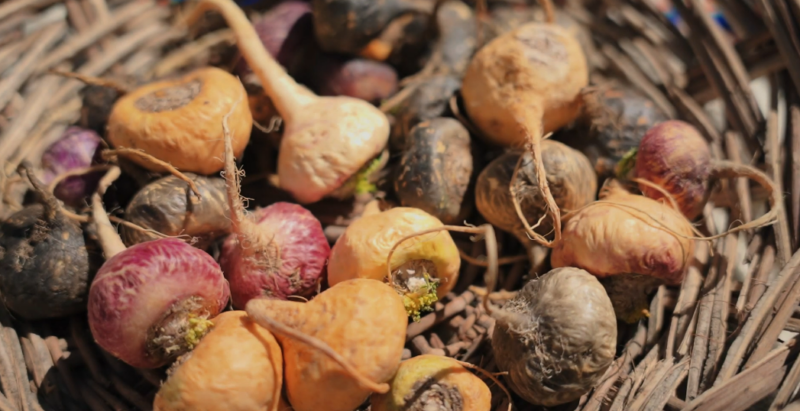 Maca Root - Afbeelding 6