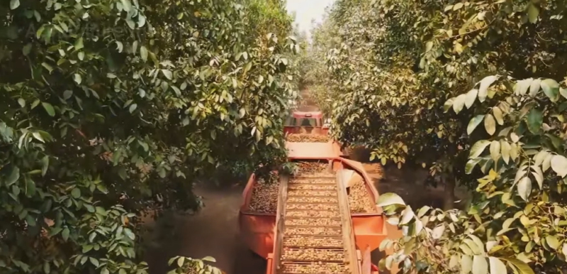 Walnoten - California Walnut - Afbeelding 9