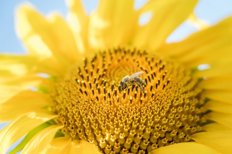 Zonnebloempitten Biologisch - Afbeelding 4
