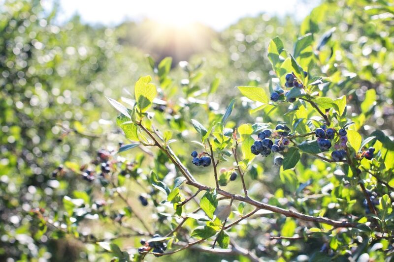Blauwe Bessen Gevriesdroogd - Afbeelding 4
