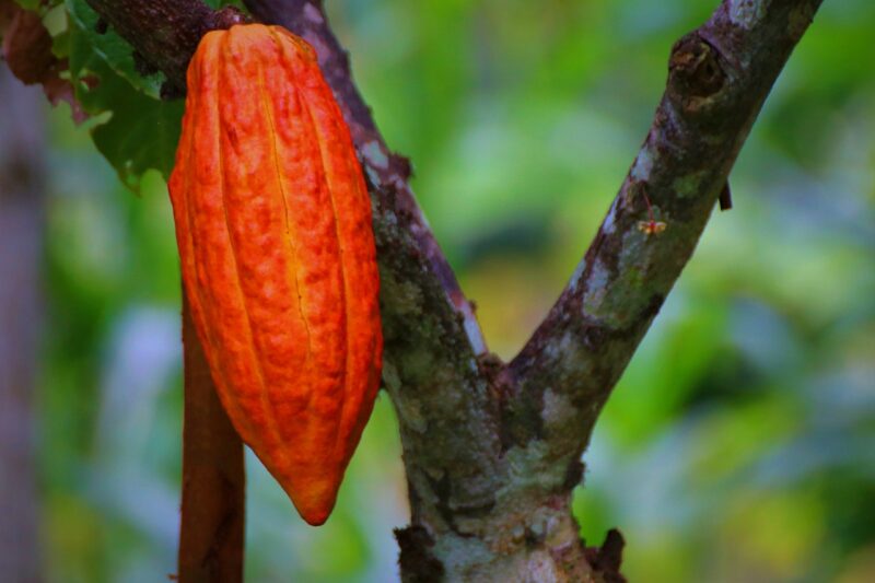 Cacao Nibs - Afbeelding 8