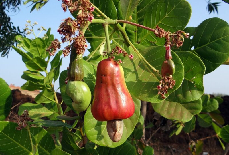 Cashew Geroosterd - Afbeelding 8
