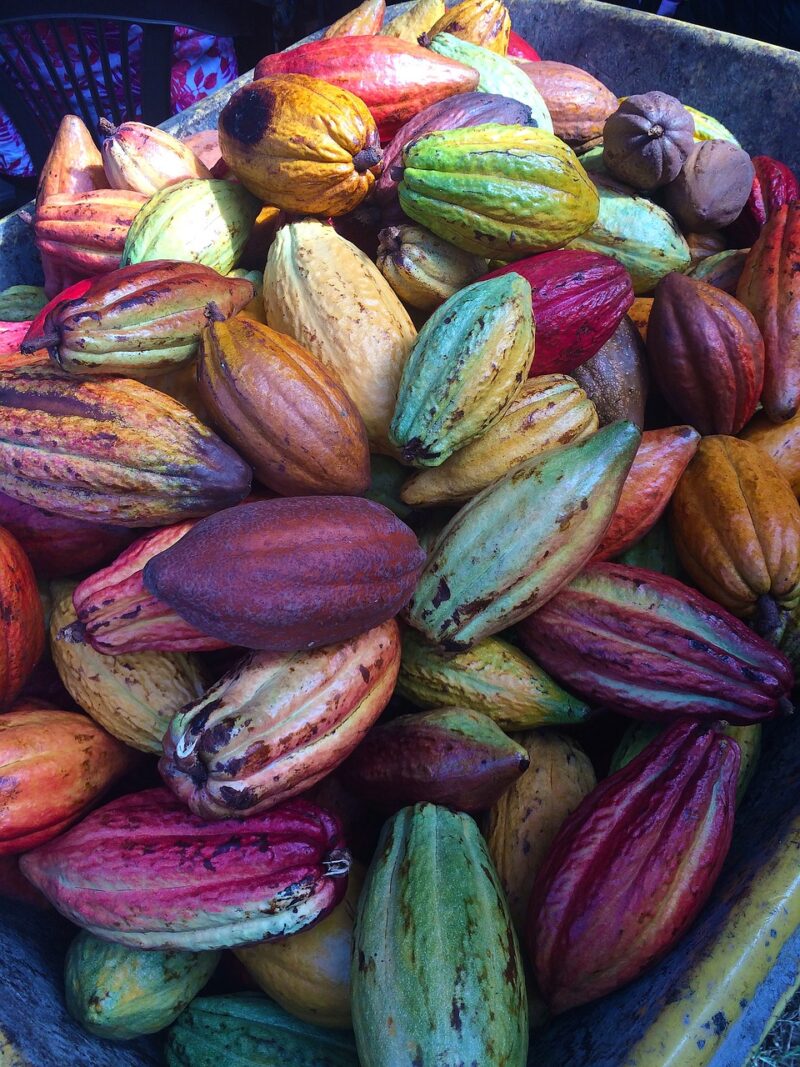 Cacao Poeder (Gealkaliseerd) - Afbeelding 3