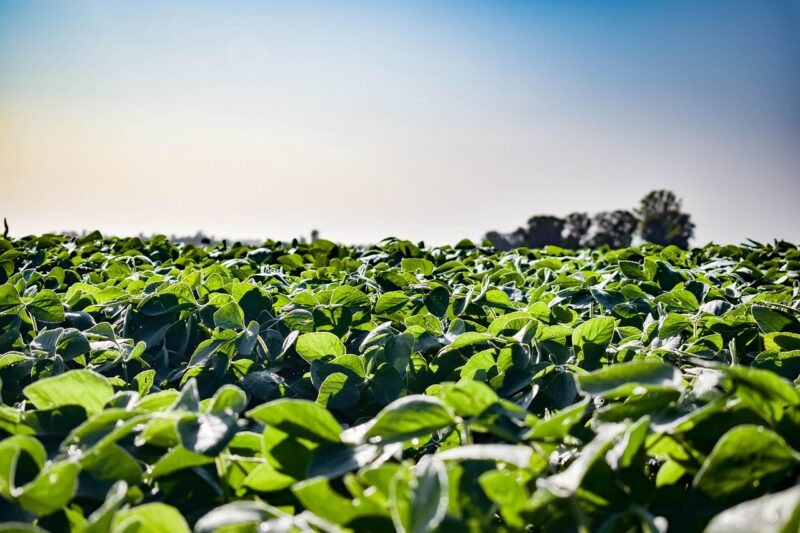 Zwarte Sojabonen Geroosterd & Licht Gezouten ( Black Edamame) - Afbeelding 9
