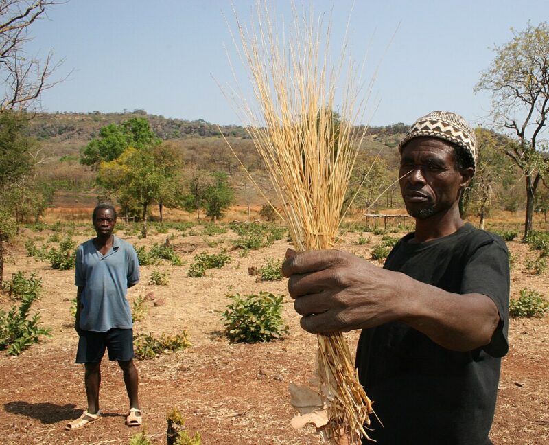 Fonio - West-Afrikaanse Supergraan (Biologisch) - Afbeelding 7