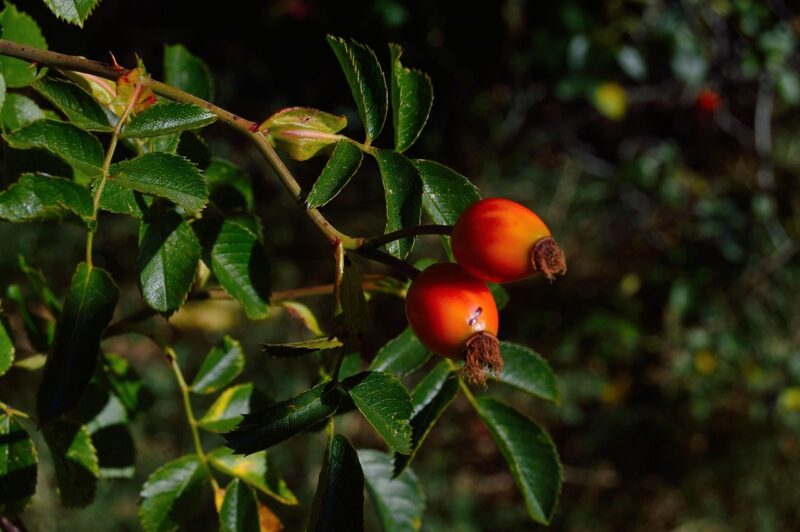 Goji Bessen - Afbeelding 5