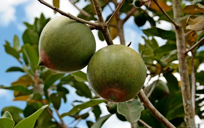 Lucuma poeder - Afbeelding 2