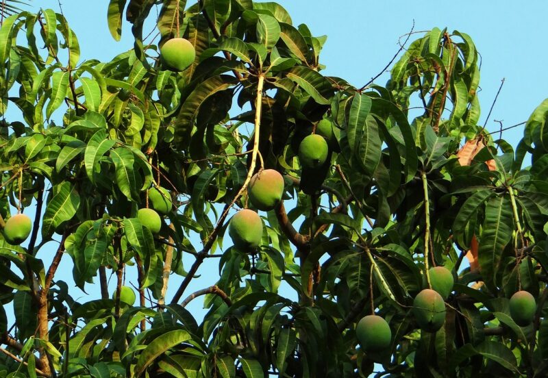 Burkinaabe Mango Gedroogd & Biologisch - Afbeelding 6