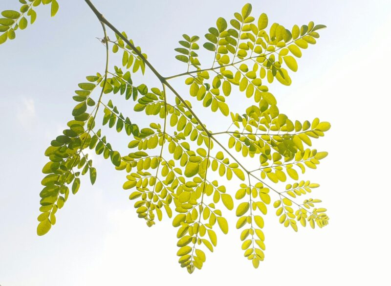 Moringa Poeder - Afbeelding 6