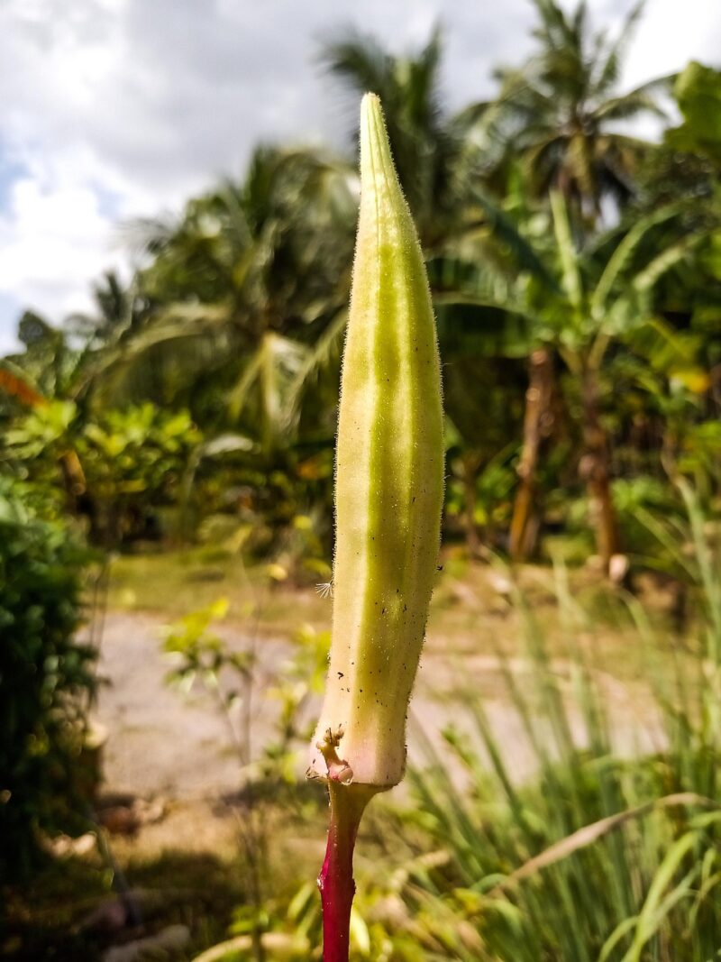 Okra / Okro Poeder - Afbeelding 6