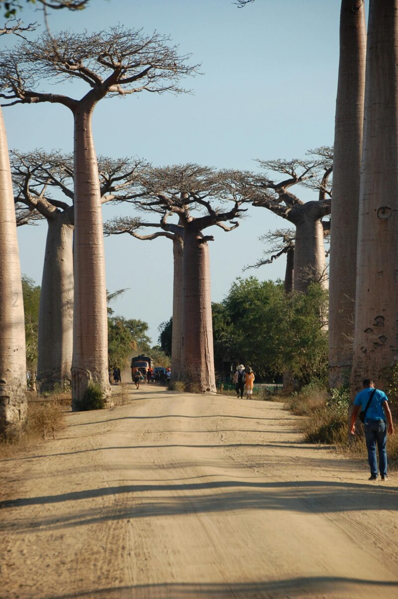 Baobab Poeder - Afbeelding 2