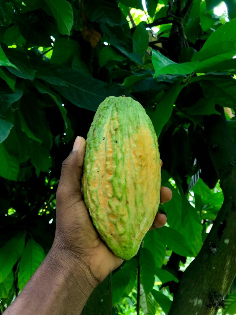 Cacao Nibs - Afbeelding 9