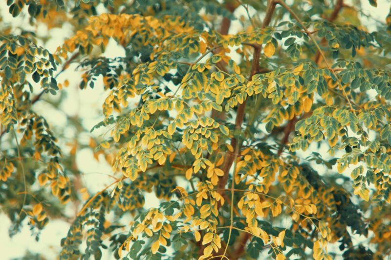 Moringa Poeder - Afbeelding 2