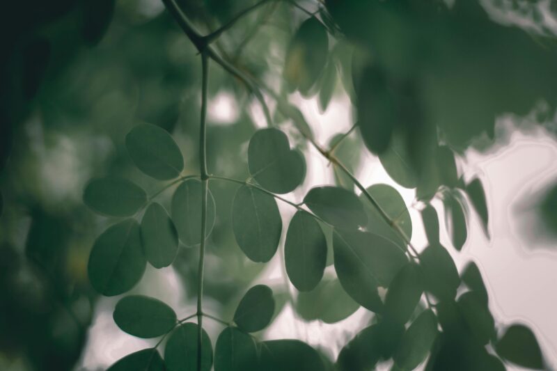 Moringa Poeder - Afbeelding 7