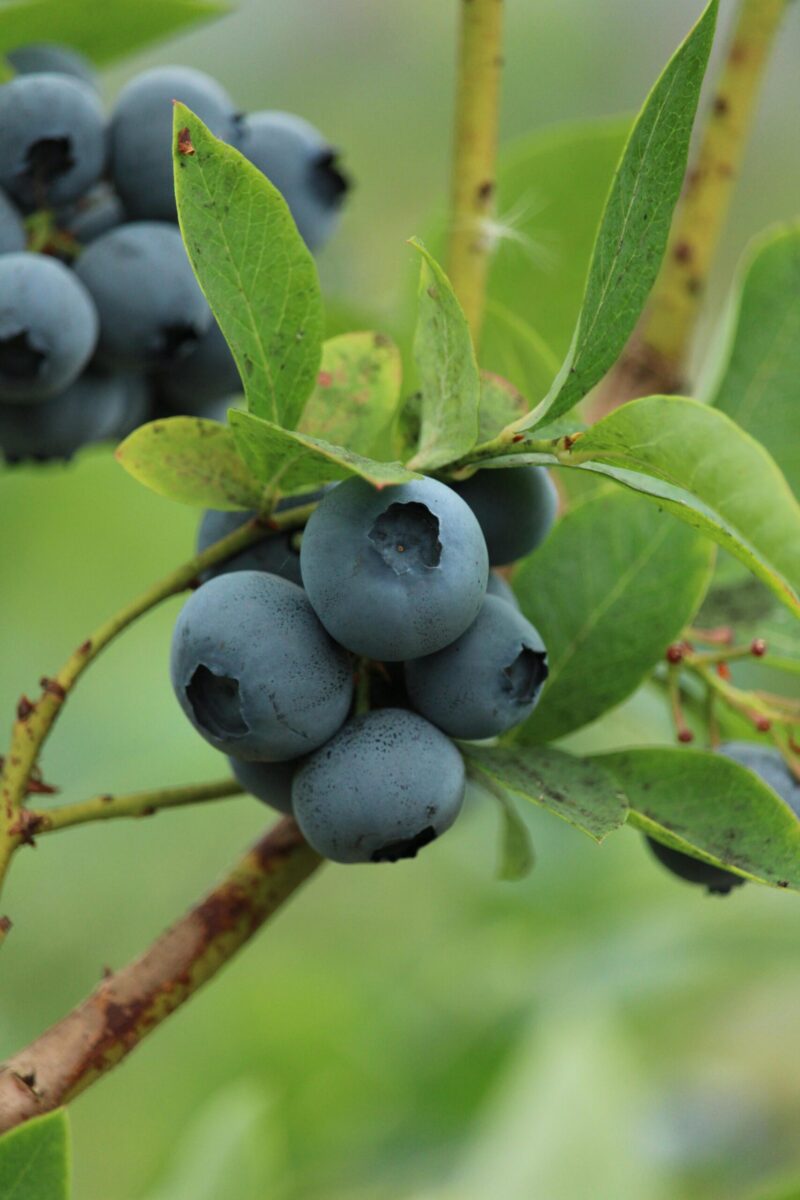 Blauwe Bessen Gevriesdroogd - Afbeelding 5