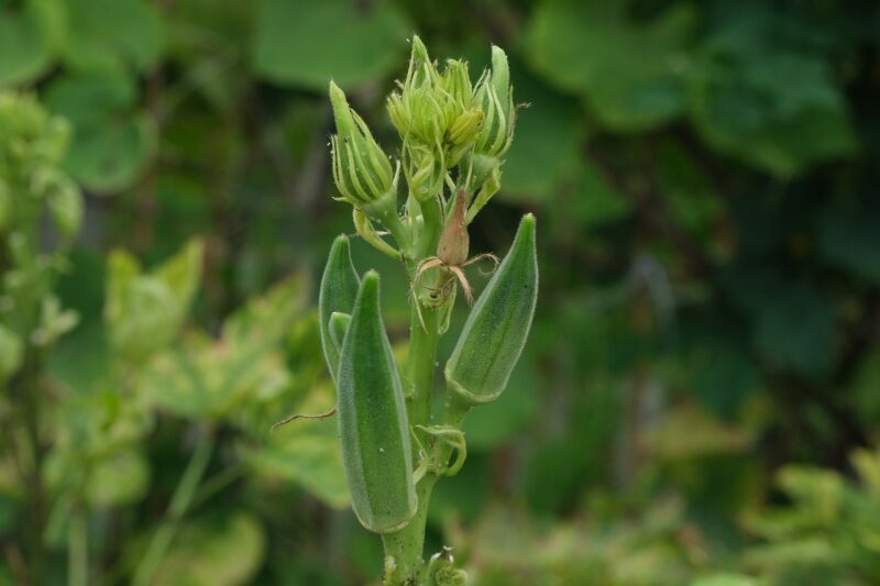 Okra / Okro Poeder - Afbeelding 4