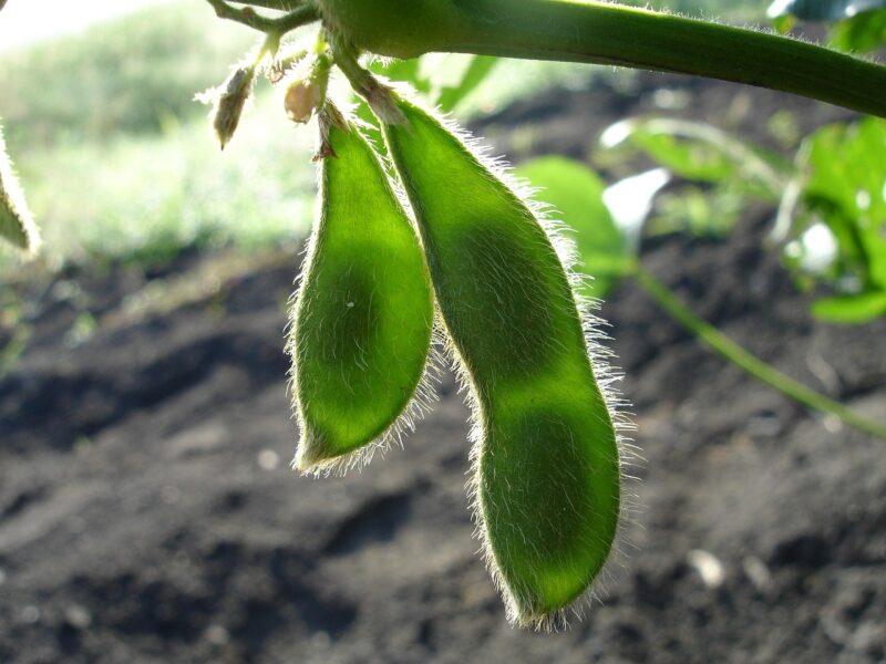 Zwarte Sojabonen Geroosterd & Licht Gezouten ( Black Edamame) - Afbeelding 8