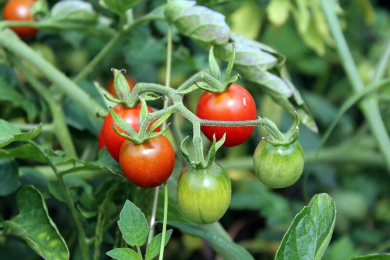 Tomaten Poeder - Afbeelding 7