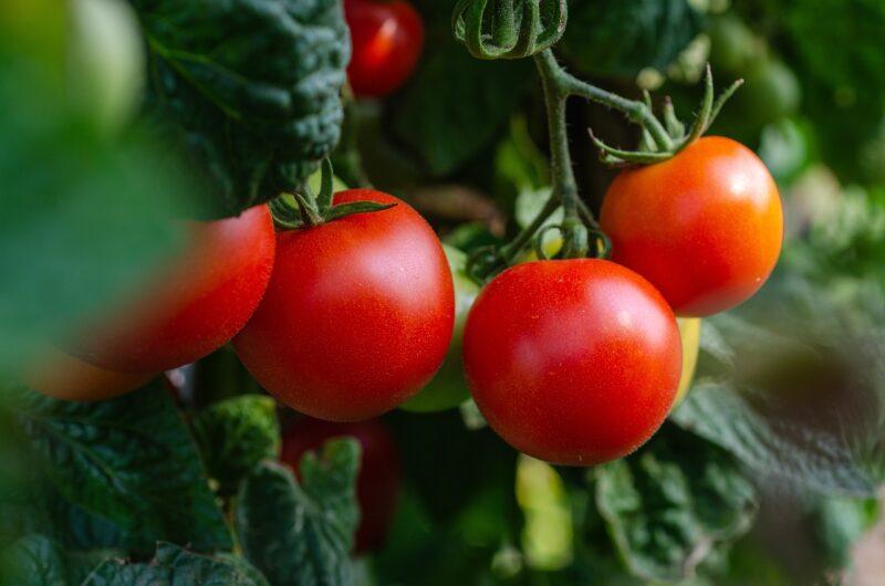 Tomaten Poeder - Afbeelding 9
