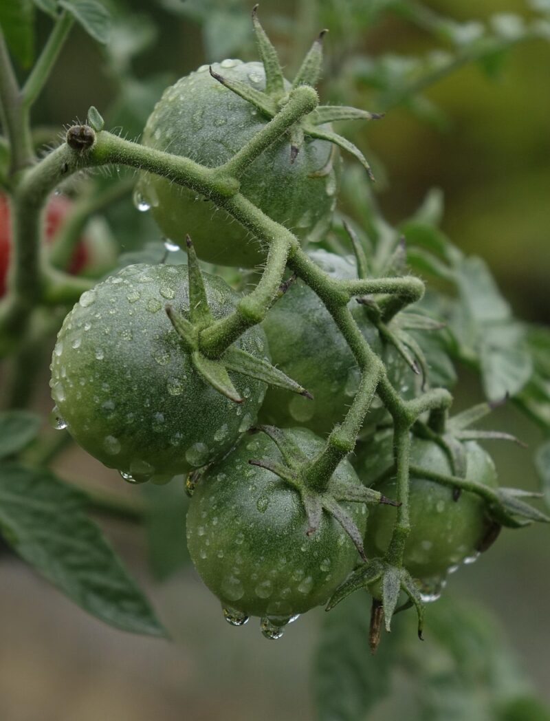 Tomaten Poeder - Afbeelding 6