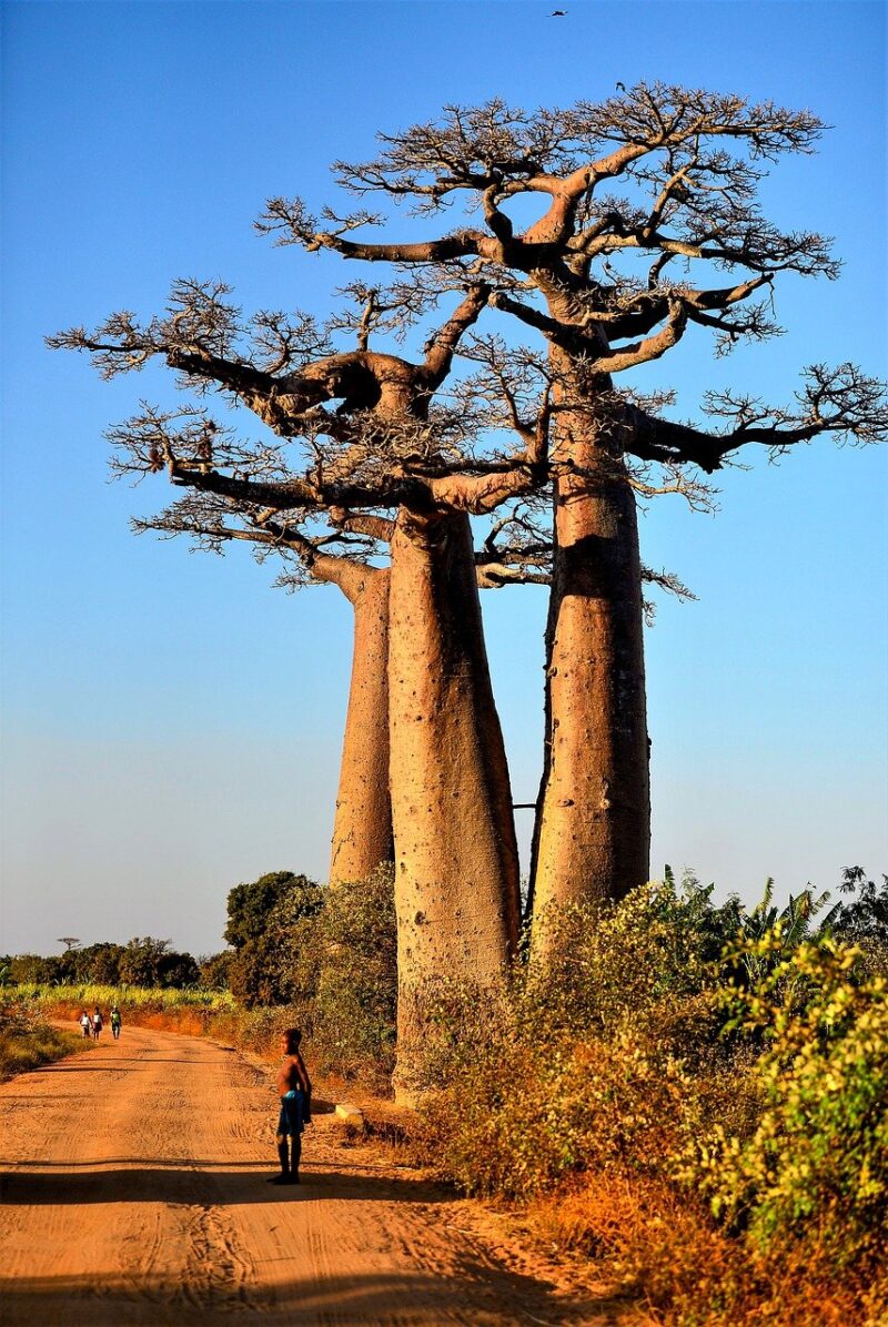Baobab Poeder - Afbeelding 7
